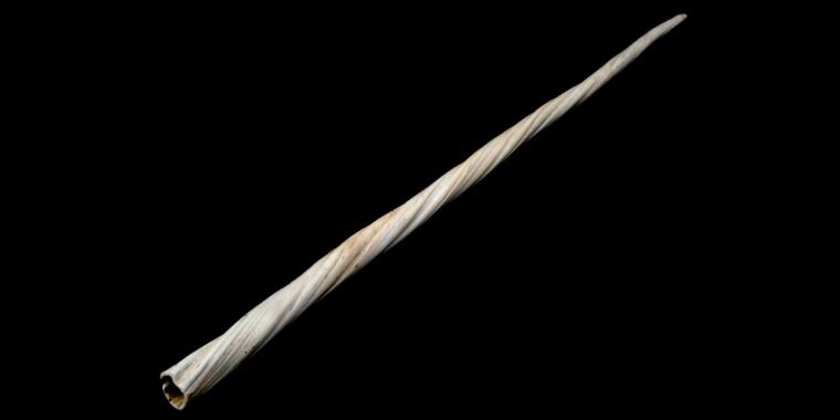 Narwhal tusks tell a troubling tale