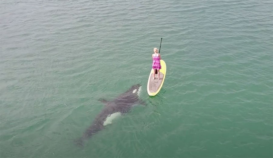 Woman Paddle Boarding With Orcas Gets the Show of a Lifetime in Baja California