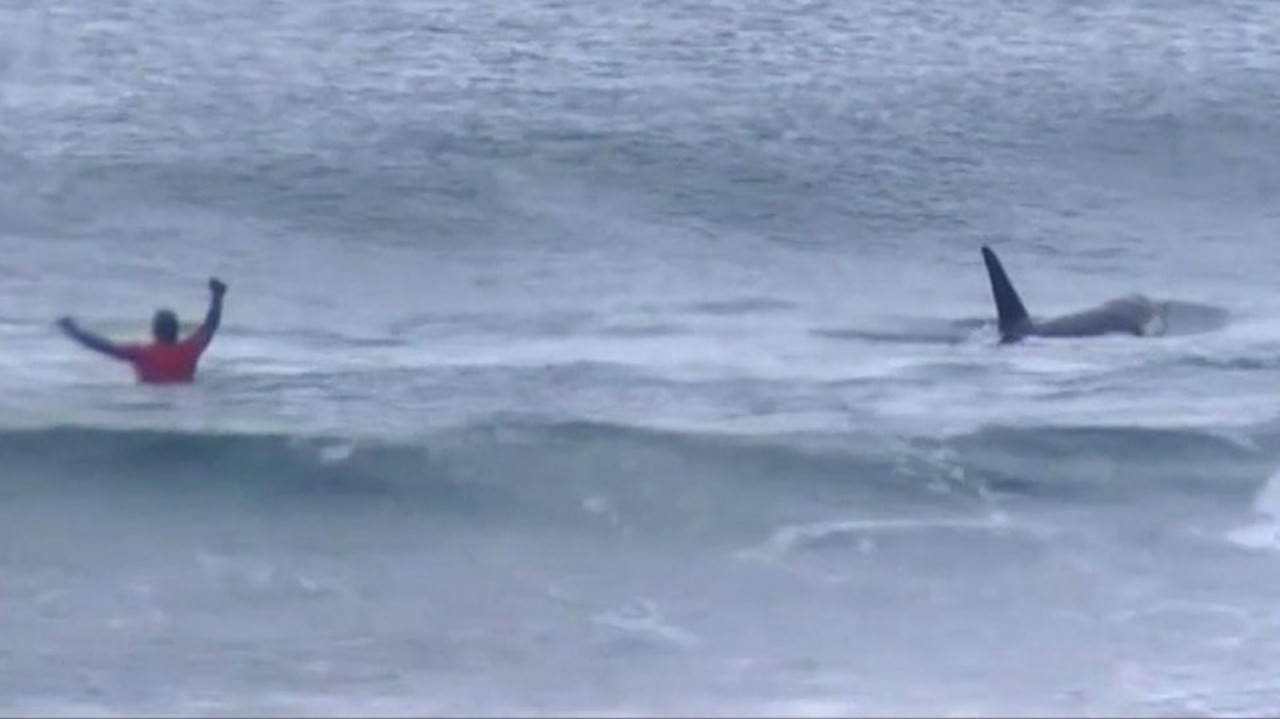 Whales interrupt surfing competition