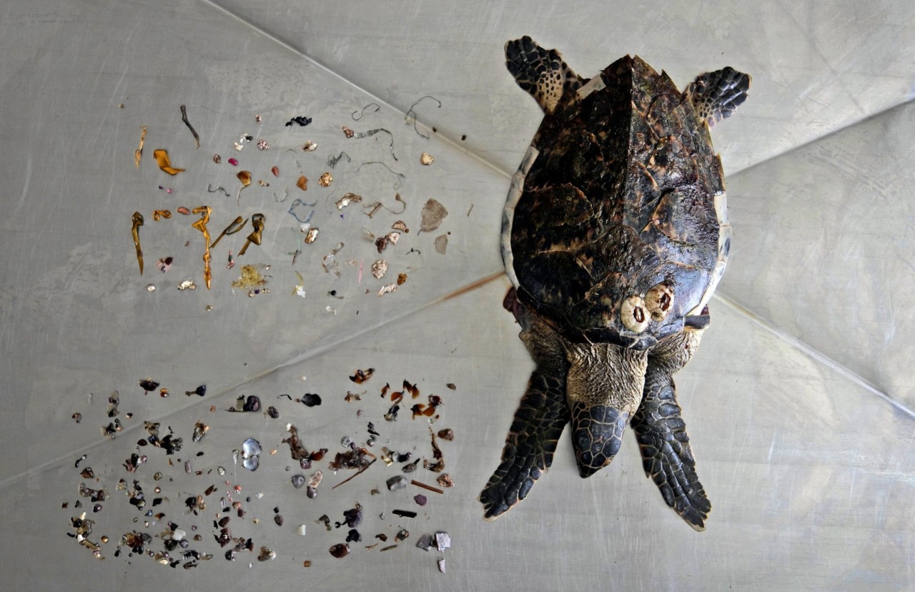 Plastic pollution in oceans on track to rise for decades