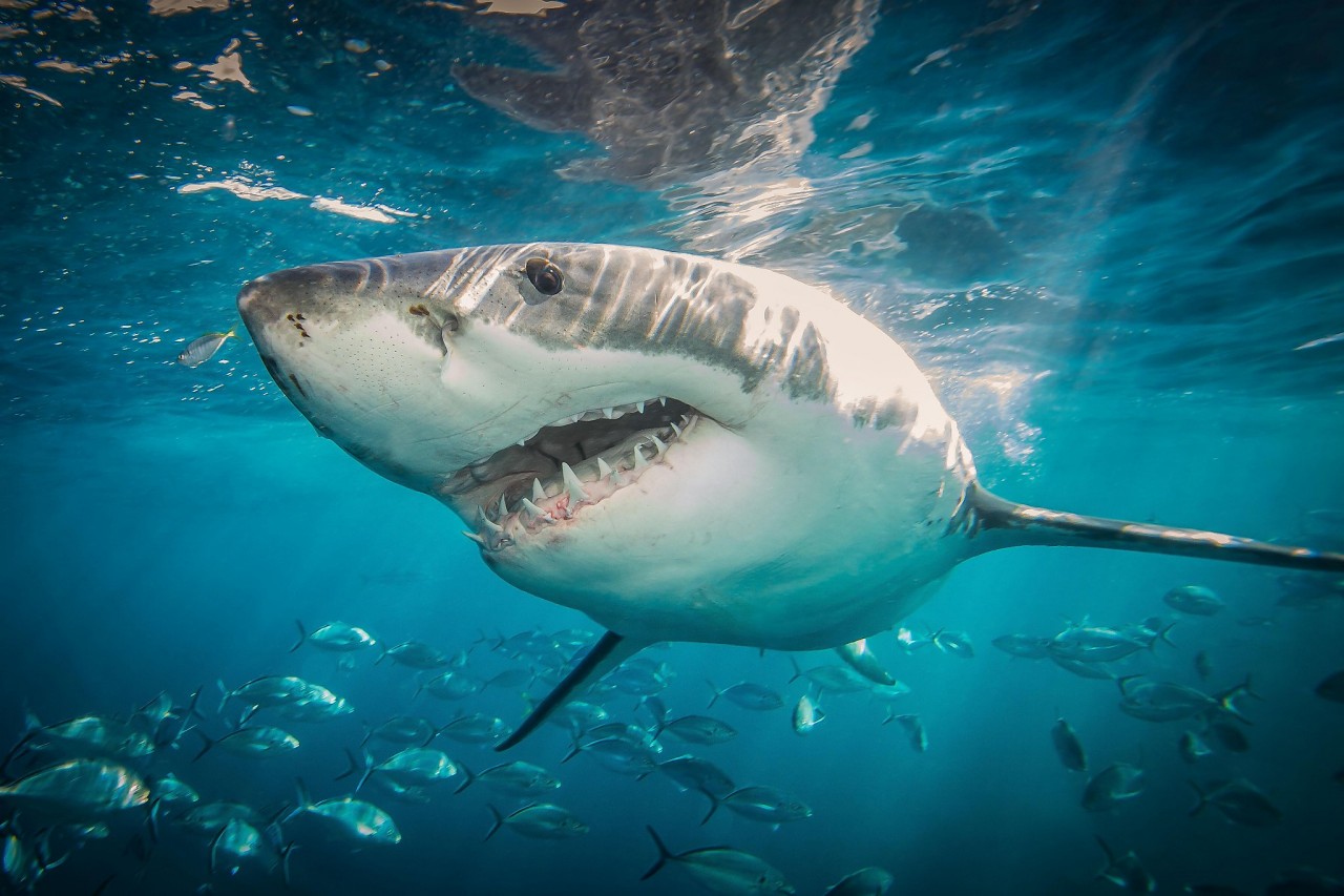 Population growth: Study finds great white sharks thriving off Northern California coast