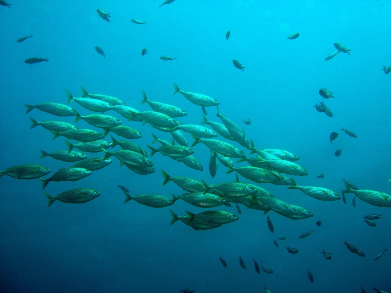 Viewpoint: Plenty of fish in the sea? Not enough to feed 10 billion people sustainably