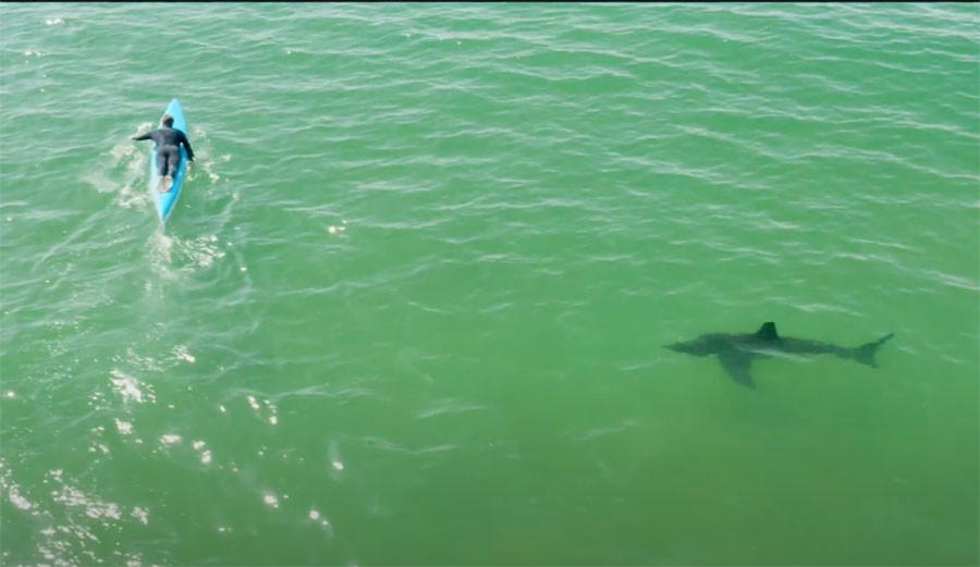 Paddle Boarder Doesn't Notice Great White Shark Behind Him