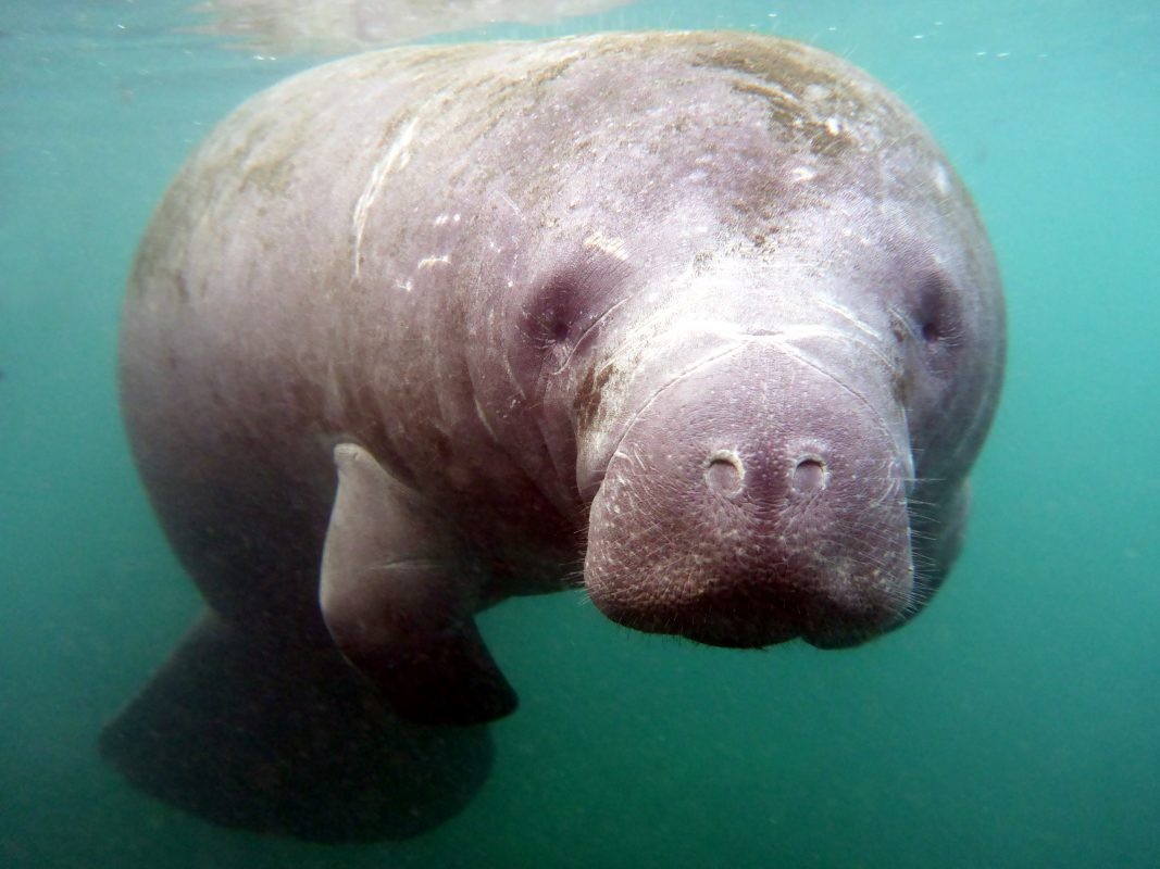 Florida Manatees Dying Due to Famine