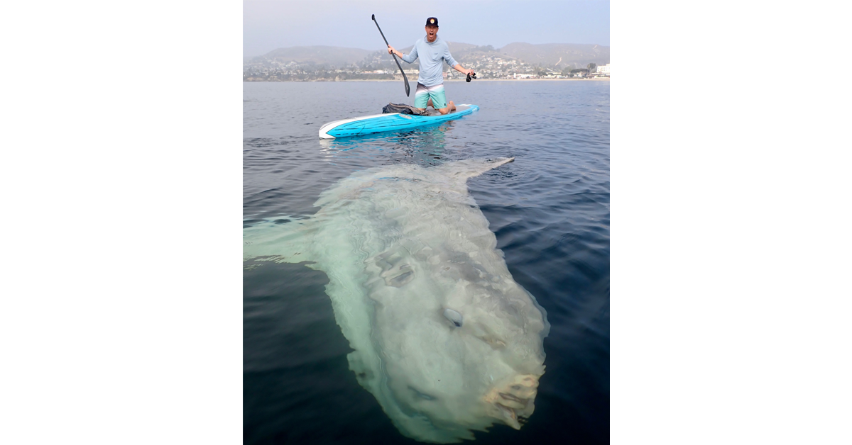 Holy Mola! Watch This Colossal Ocean Sunfish Swim With Paddle Boarders Off the California Coast