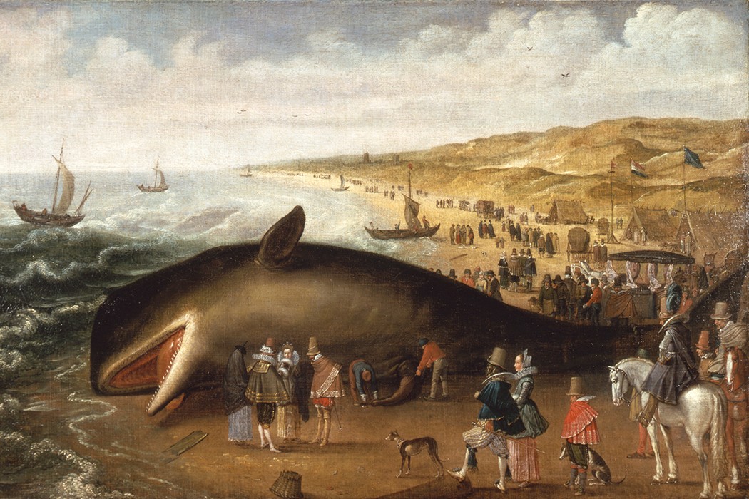 The Tragicomedy of Johanna the Super Whale | JSTOR Daily