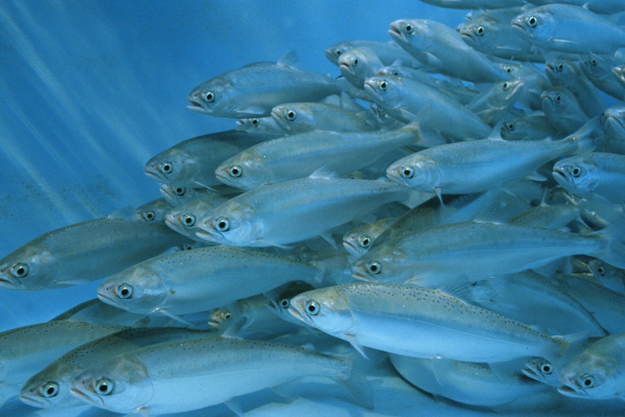 The secret lives of farmed fish