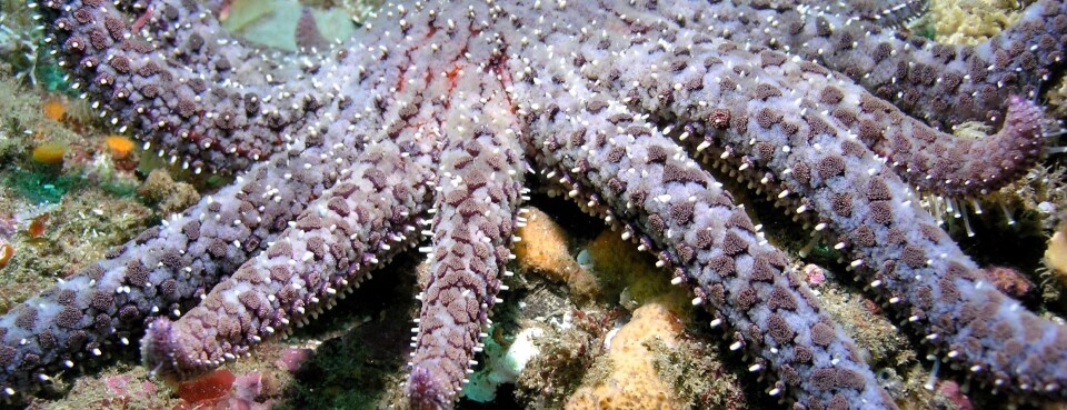 Sea Star Protection Poised to Impact California Coastal Plans