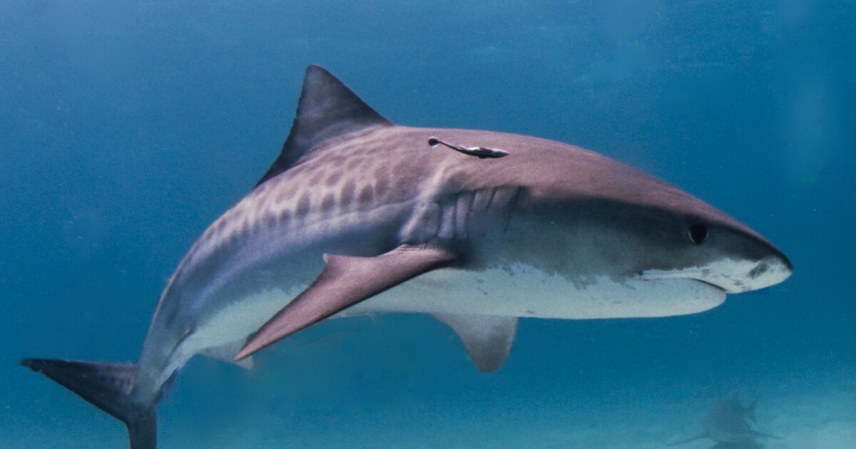 Shark fishing ban starts Jan. 1