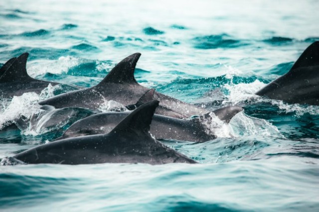 Top French court orders closure of fisheries amid mass dolphin deaths