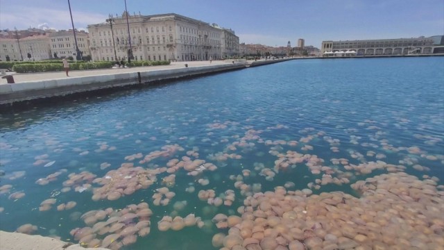 Gobsmacked: Italian harbour swarmed by jellyfish