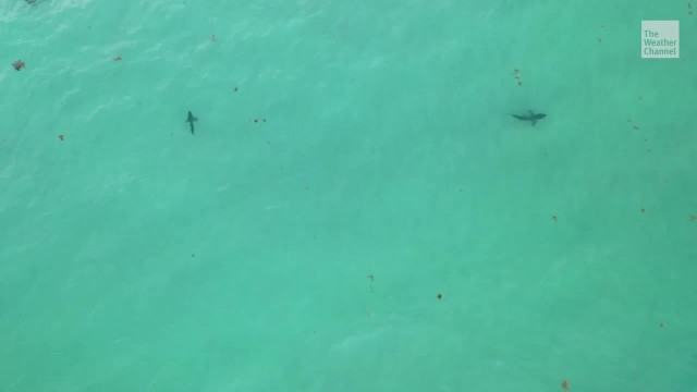 Florida Shark Attacks Linked to Large Shark Migration? - Videos from The Weather Channel | weather.com