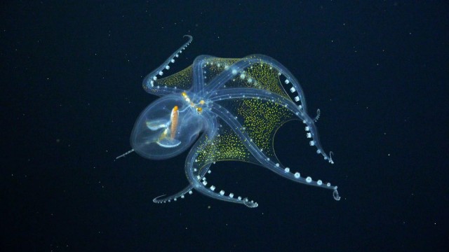 6 Surreal Images of Newly Discovered Deep Sea Creatures