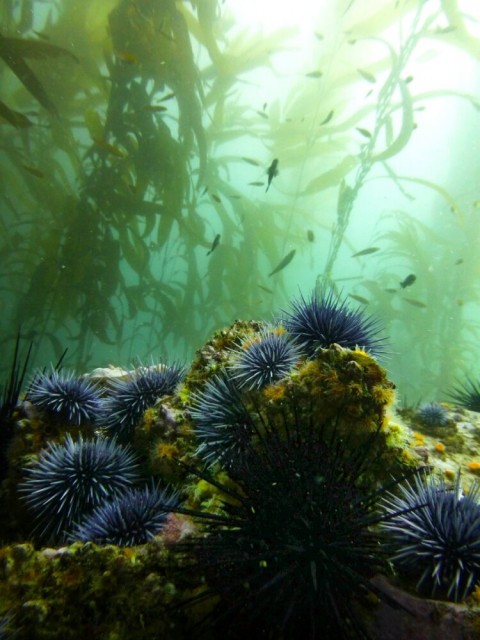 Researchers begin to decipher the composition and function of sea urchin microbiomes
