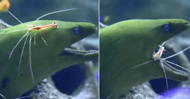 Shrimps and moray eels share a mutually beneficial relationship and it's totally fascinating