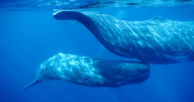 Sperm whale ‘clans’ in the Pacific mark out their culture with songs