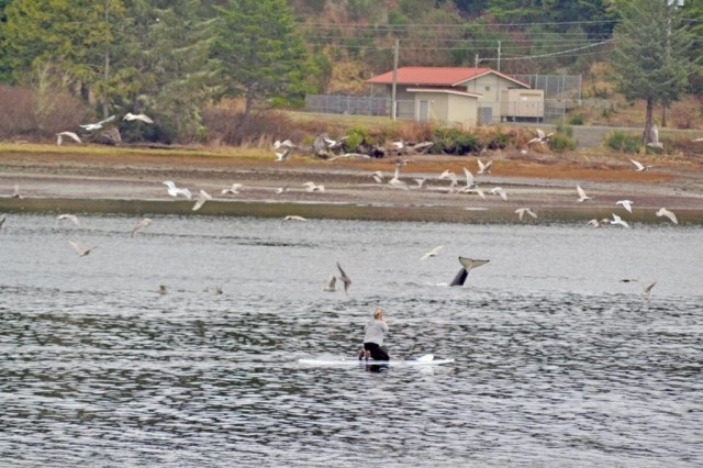 DFO wraps up probe into paddleboarder’s controversial 2021 B.C. orca encounter - Surrey Now-Leader