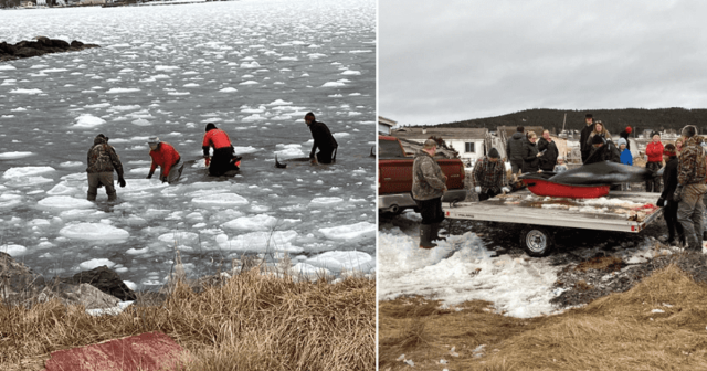 Community comes together to save dolphins trapped by massive sea ice