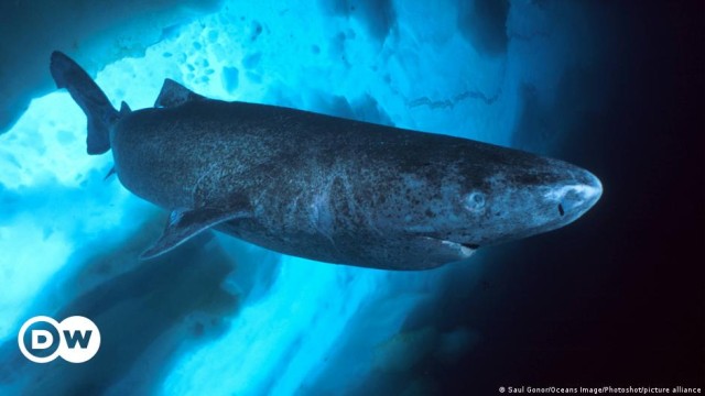 Amazing Planet: The long, slow life of a Greenland shark