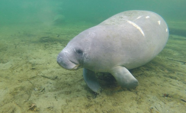 Manatee deaths on the rise in Florida: Lack of seagrass could be to blame