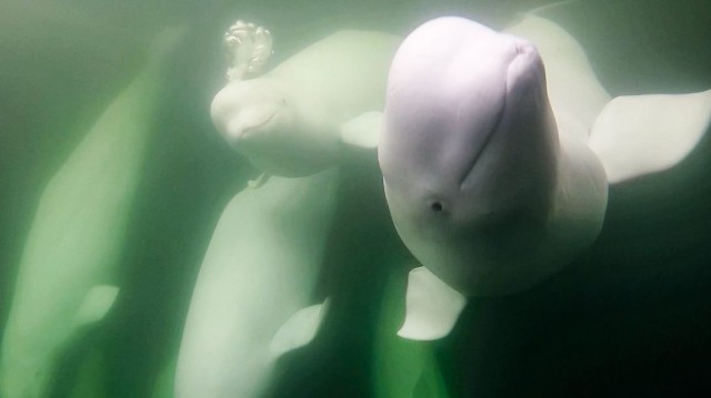 55,000 beluga whales are on the move, and you can watch their migration live