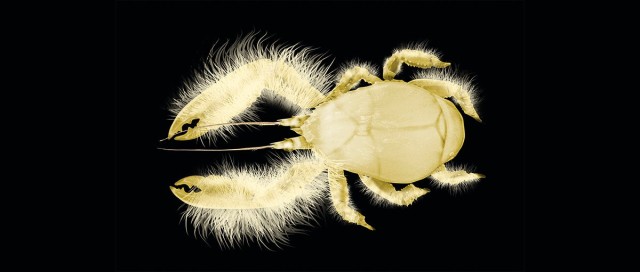 What is a yeti crab?