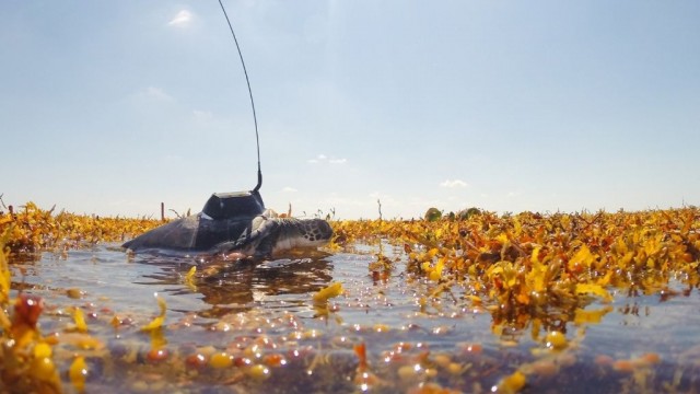 Young green turtles tracked to 'lost years' hideaway