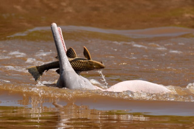 Scientists & fishers team up to protect Bolivian river dolphin
