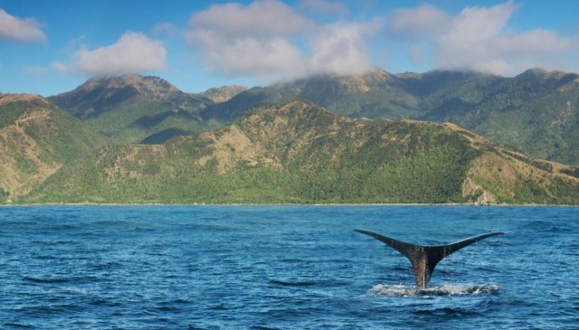 Analysis: Warming oceans may force New Zealand's sperm and blue whales to shift to cooler southern waters