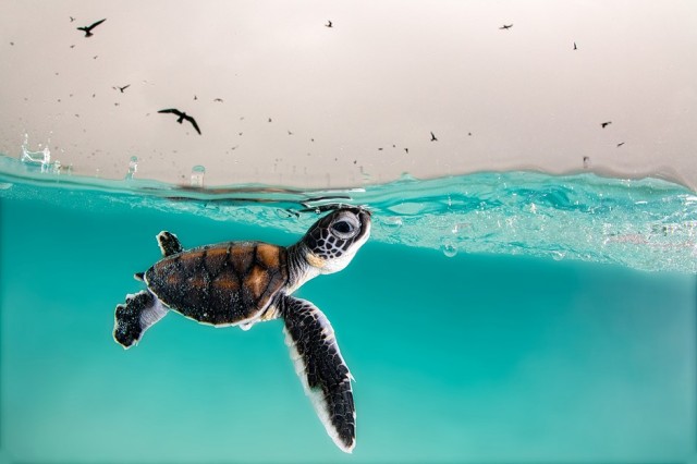 Slideshow: Ocean Photography Awards 2021 finalists