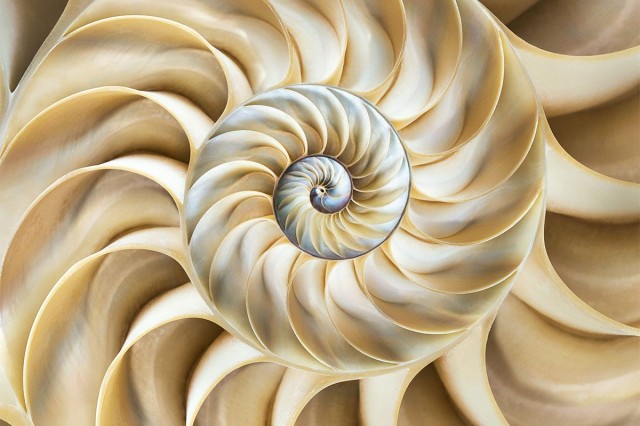 The beautiful, intricate world of seashells