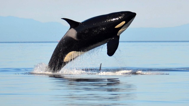 Disappearance of killer whales a mystery to experts