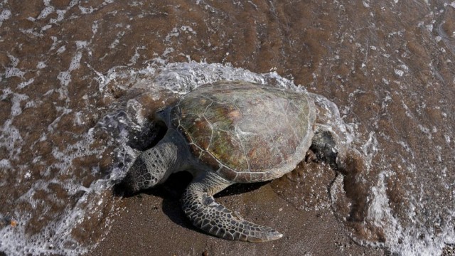 Turtles dying from eating trash show plastics scourge in UAE