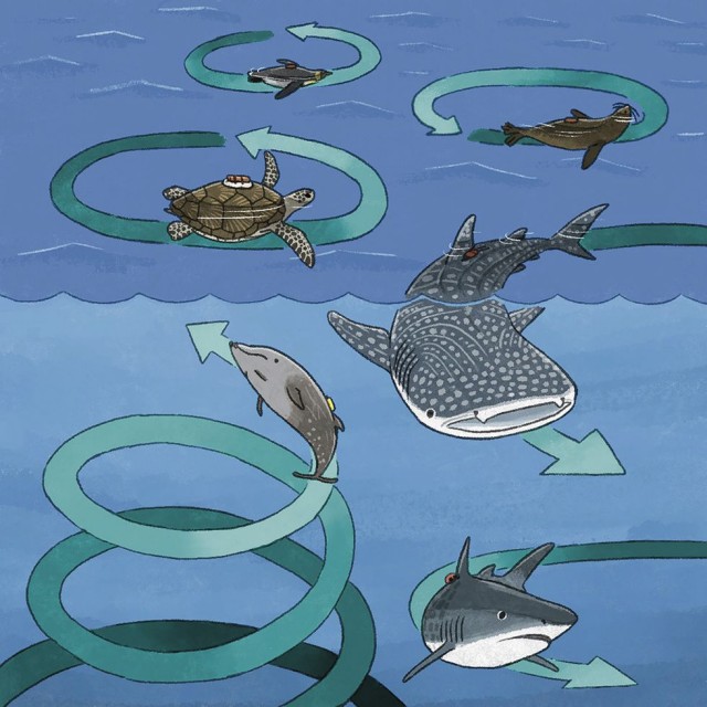 Why do some marine animals swim in circles or spirals?