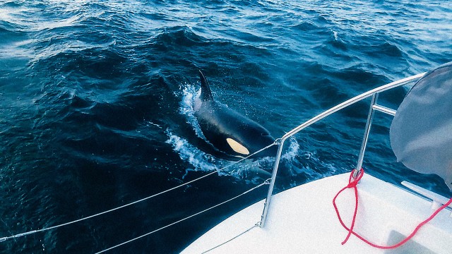 Why have Orcas been attacking yachts? A puzzling mystery