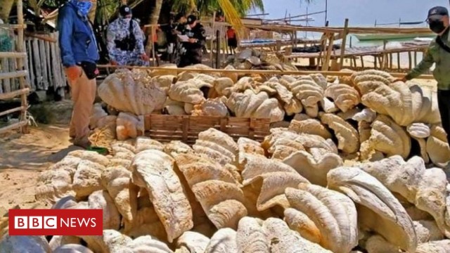 Philippines: Giant clam shells worth $25m seized in raid