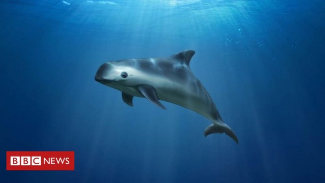 'Cocaine of the sea' threatens critically endangered vaquita