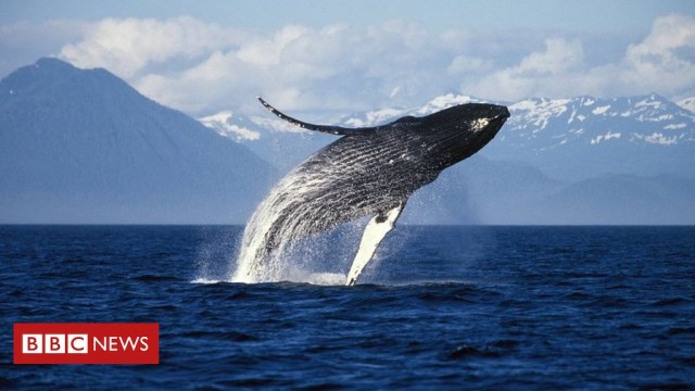 Why whales in Alaska have been so happy