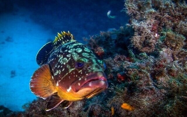Environment minister signs order protecting two keystone species of grouper