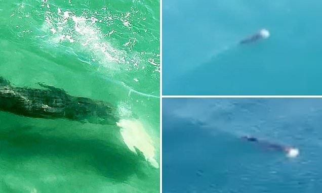 Incredible moment a massive 4.5m crocodile snaps up a turtle