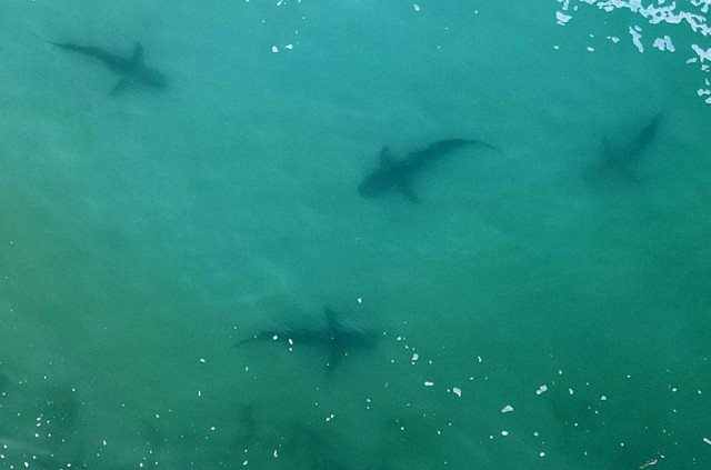 Warm waters draw endangered sharks to Israel’s Mediterranean shallows