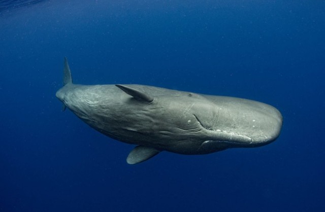 Israeli, US researchers launch effort to translate sperm whale language