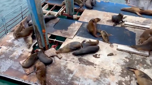 A Raucous Colony of Galapagos Sea Lions Engage In an Apparent Burping Contest Upon a Hijacked Barge