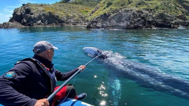 Lost in the Mediterranean, a starving grey whale must find his way home soon