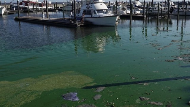 ‘Impending disaster.’ Worsening algae bloom on Florida’s Lake Okeechobee threatens coasts again