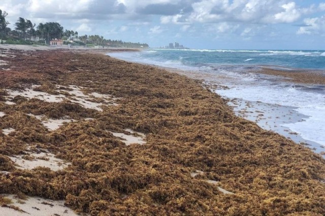 Excess nitrogen has made sargassum the world's largest harmful algal bloom