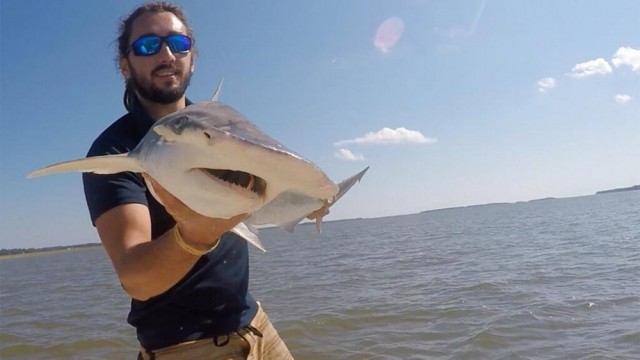 Magnetic migration: Sharks have GPS to navigate the oceans