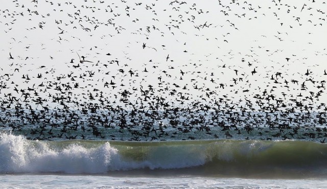 Seabirds are Today's Canaries in the Coal Mine, and They Have an Urgent Message