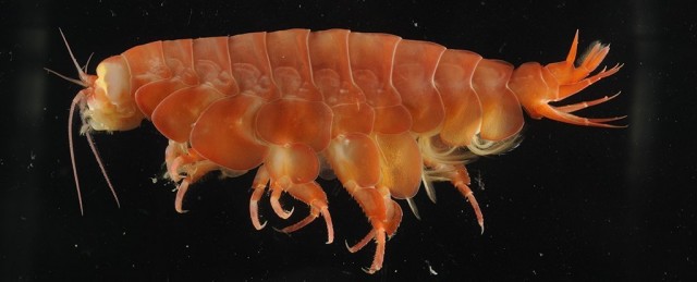 A 'Giant' Crustacean Scavenger Has Been Discovered Deep in The Ocean