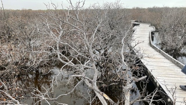 'Concrete corrosion' fears as high salinity destroys 150yo mangroves